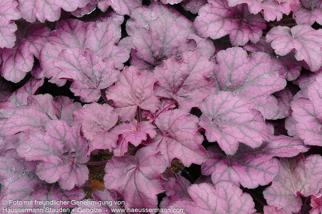 Kleinblütiges Silberglöckchen 'Wild Rose' (Heuchera micrantha)