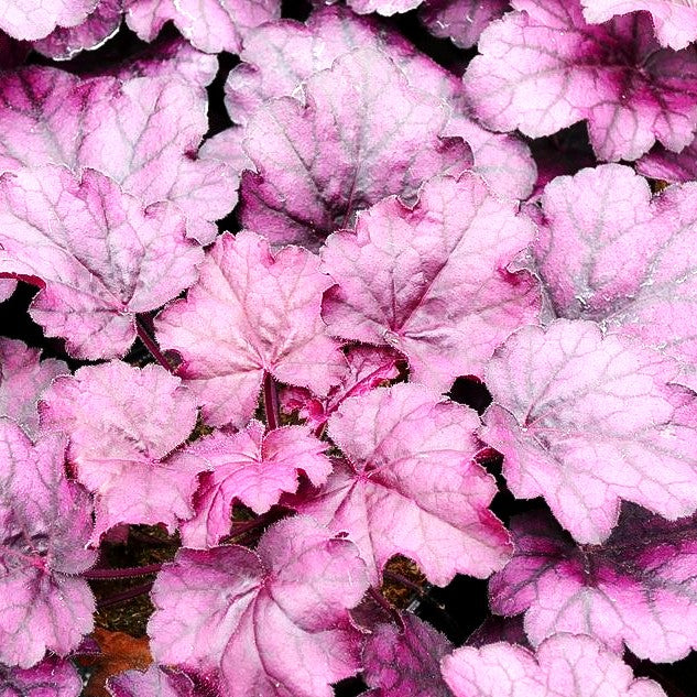 Kleinblütiges Silberglöckchen 'Wild Rose' (Heuchera micrantha)