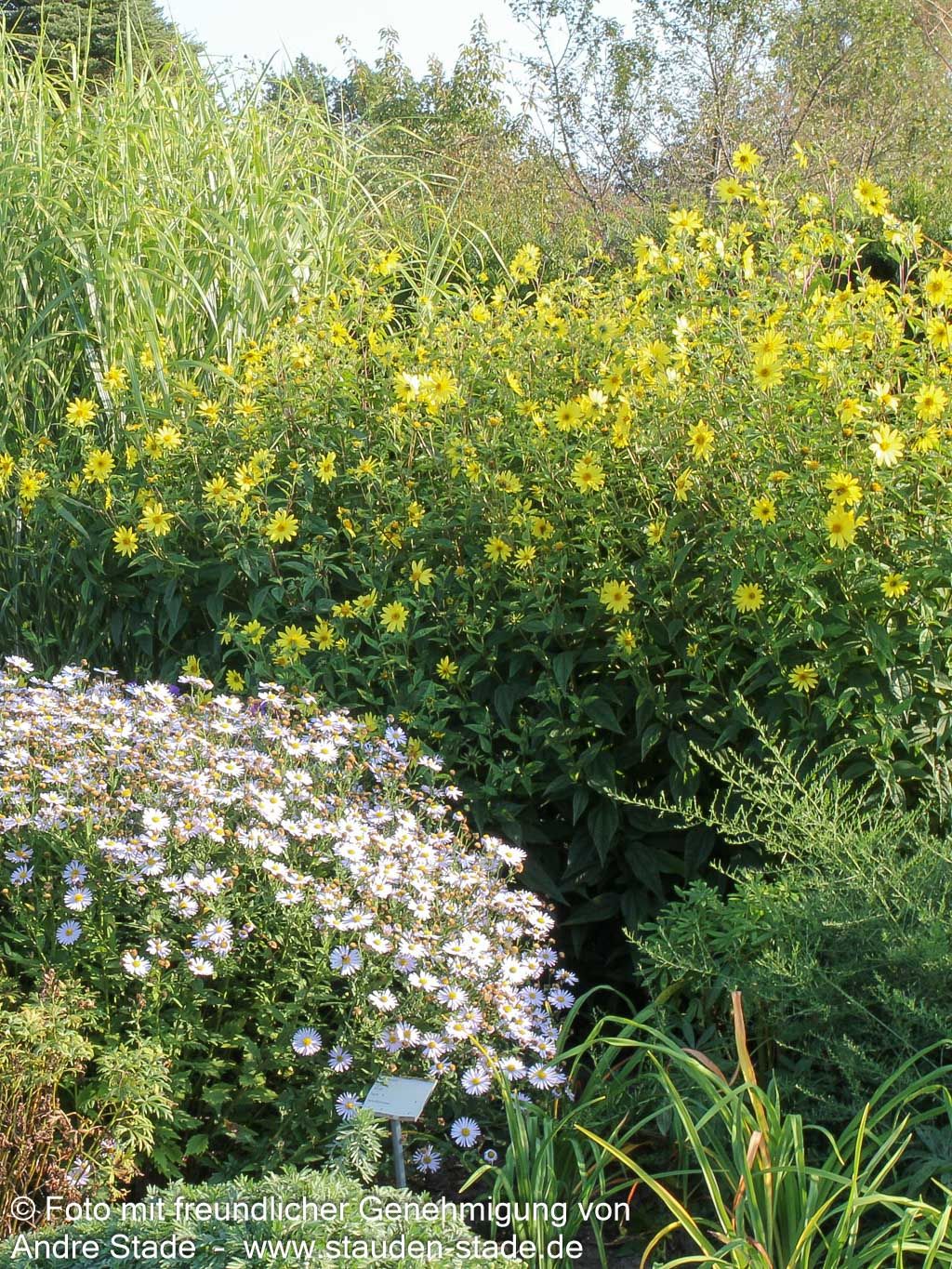 Kleinblumige Sonnenblume 'Lemon Queen' (Helianthus microcephalus)