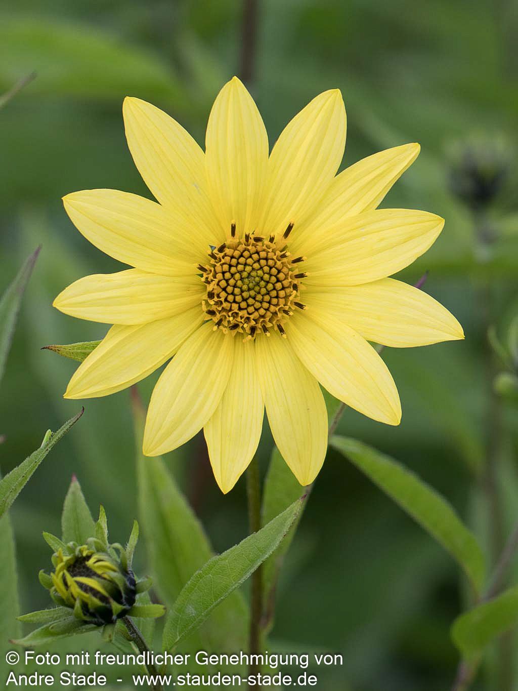 Kleinblumige Sonnenblume 'Lemon Queen' (Helianthus microcephalus)