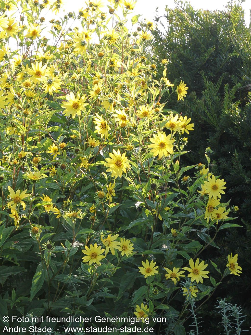 Kleinblumige Sonnenblume 'Lemon Queen' (Helianthus microcephalus)