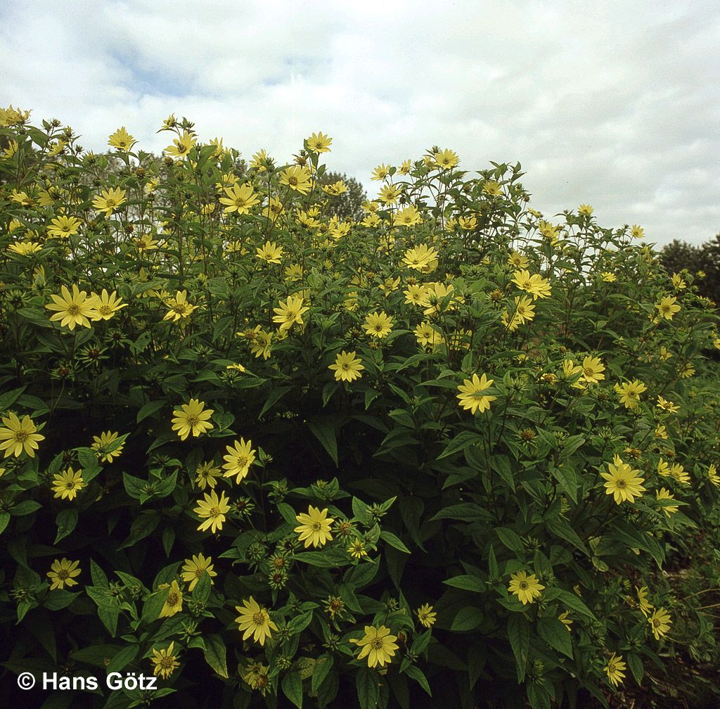 Kleinblumige Sonnenblume 'Lemon Queen' (Helianthus microcephalus)