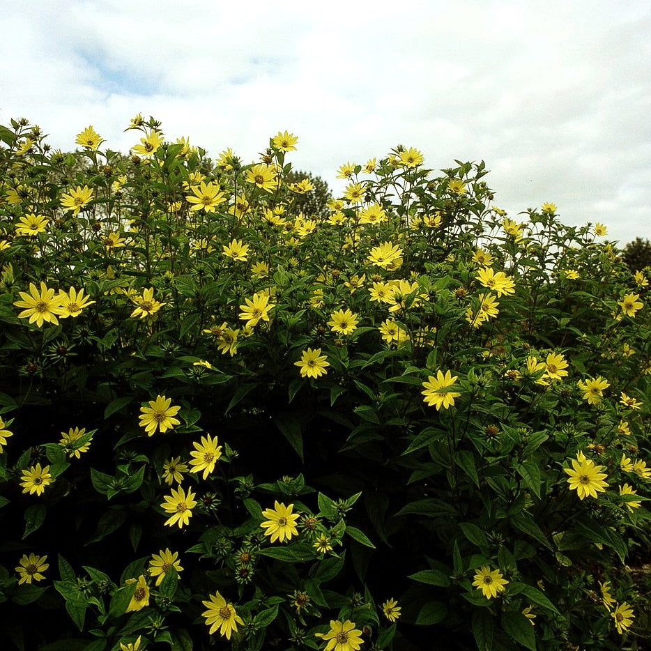 Kleinblumige Sonnenblume 'Lemon Queen' (Helianthus microcephalus)