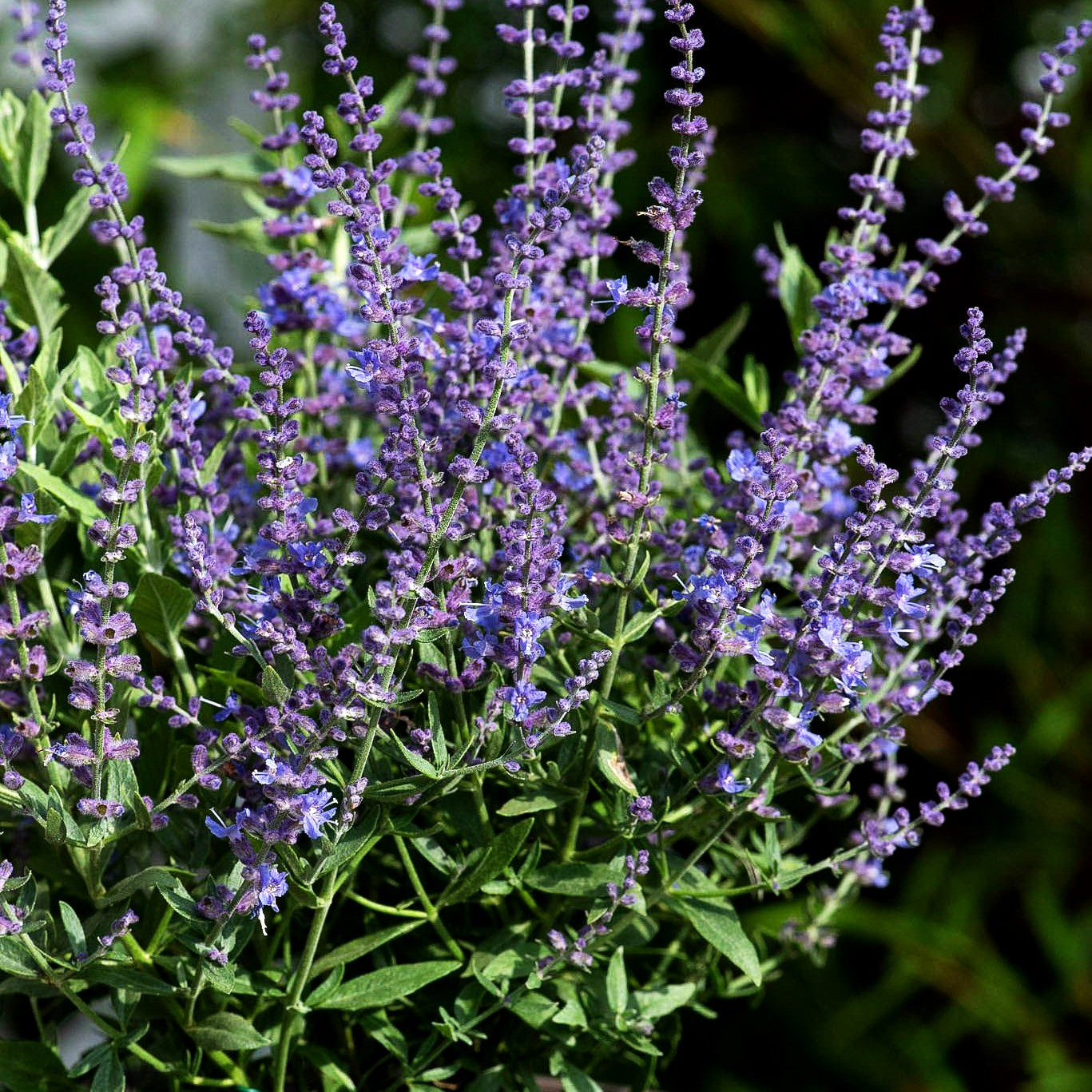 Kleine Blauraute 'Bluesette' (Perovskia atriplicifolia)