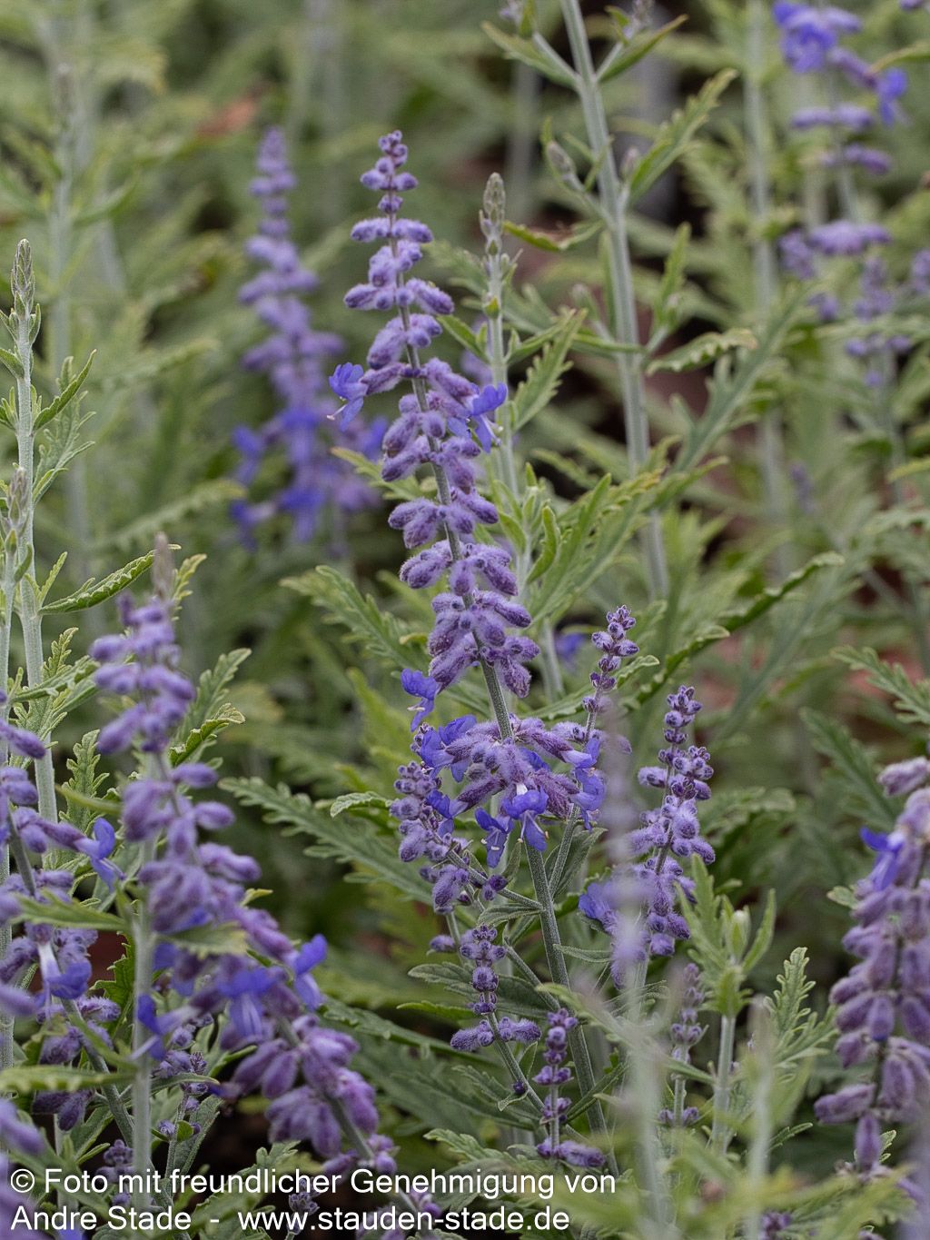 Kleine Blauraute 'Lacey Blue' (Perovskia atriplicifolia)
