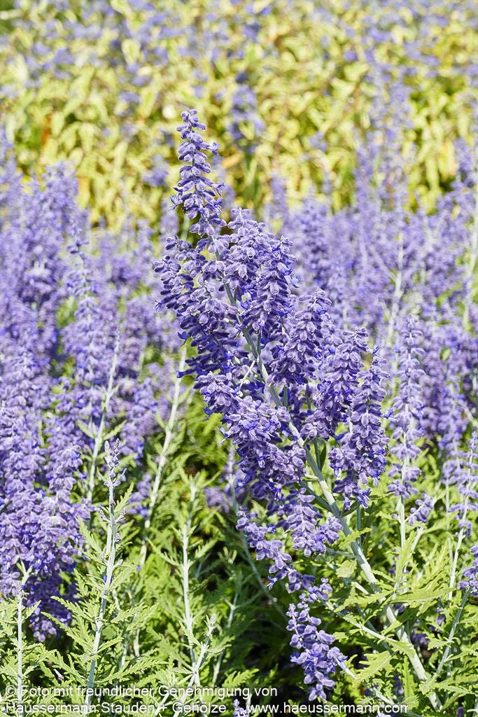 Kleine Blauraute 'Lacey Blue' (Perovskia atriplicifolia)
