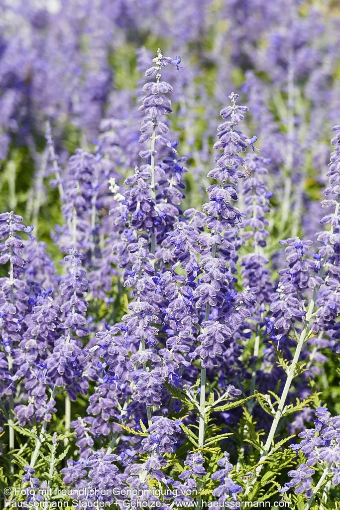 Kleine Blauraute 'Lacey Blue' (Perovskia atriplicifolia)
