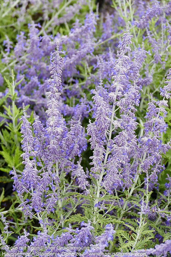 Kleine Blauraute 'Lacey Blue' (Perovskia atriplicifolia)