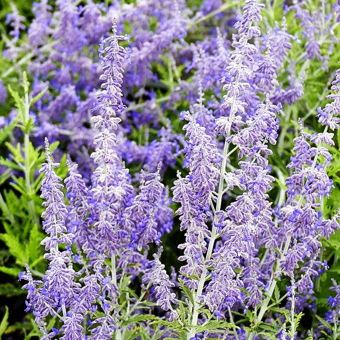 Kleine Blauraute 'Lacey Blue' (Perovskia atriplicifolia)