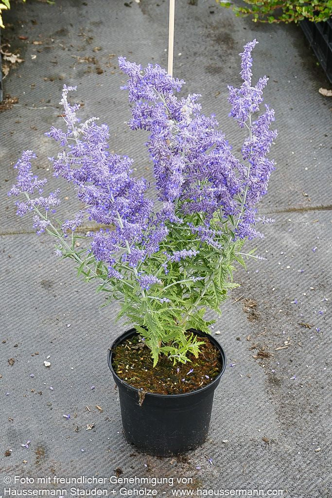 Kleine Blauraute 'Lacey Blue' (Perovskia atriplicifolia)
