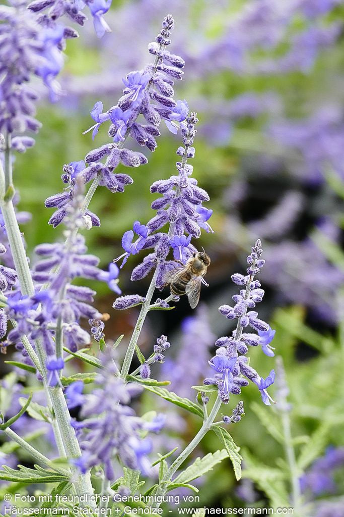 Kleine Blauraute 'Lacey Blue' (Perovskia atriplicifolia)