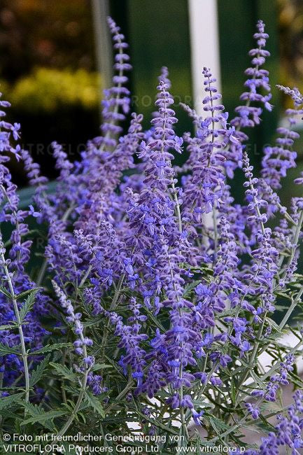 Kleine Blauraute 'Lacey Blue' (Perovskia atriplicifolia)