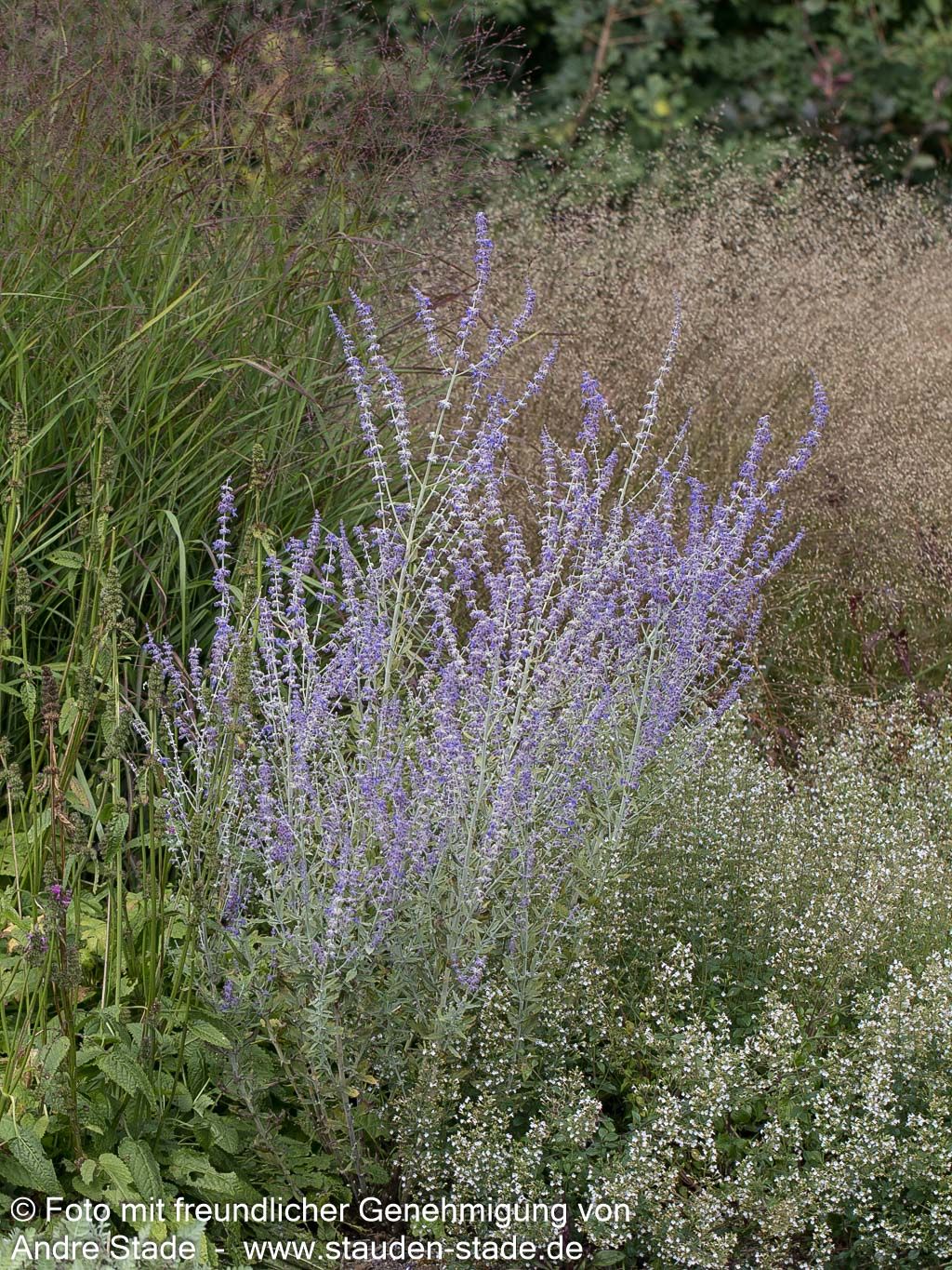 Kleine Blauraute 'Little Spire' (Perovskia atriplicifolia)