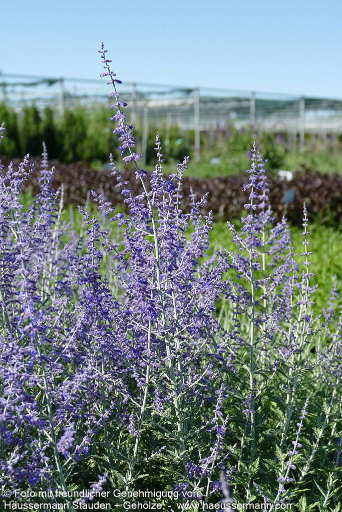 Kleine Blauraute 'Little Spire' (Perovskia atriplicifolia)