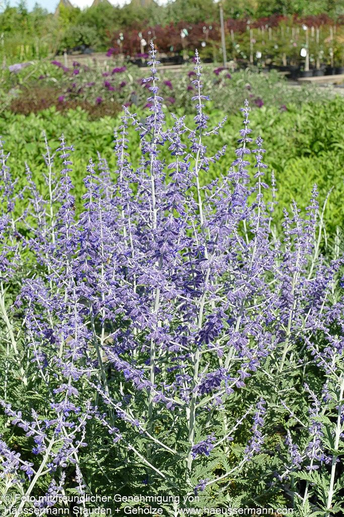 Kleine Blauraute 'Little Spire' (Perovskia atriplicifolia)