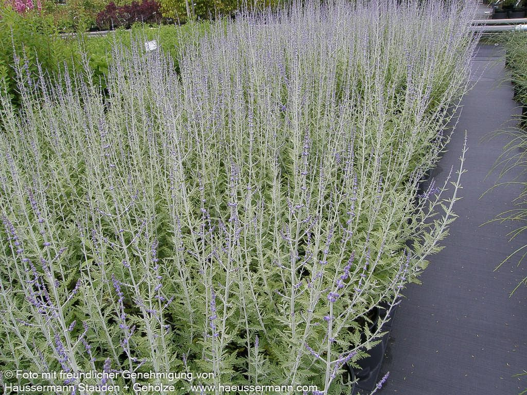 Kleine Blauraute 'Little Spire' (Perovskia atriplicifolia)