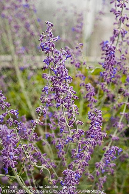 Kleine Blauraute 'Little Spire' (Perovskia atriplicifolia)