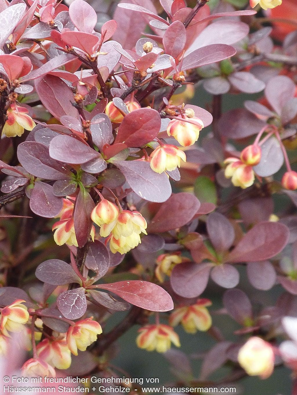 Kleine Blut-Berberitze 'Atropurpurea Nana' (Berberis thunbergii)