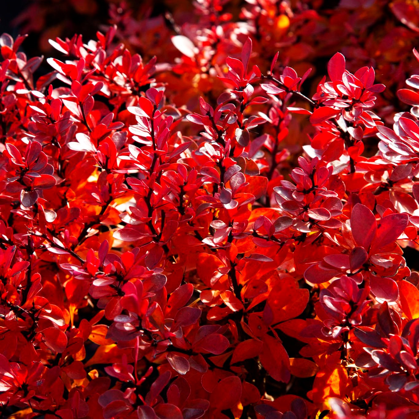Kleine Blut-Berberitze 'Atropurpurea Nana' (Berberis thunbergii)