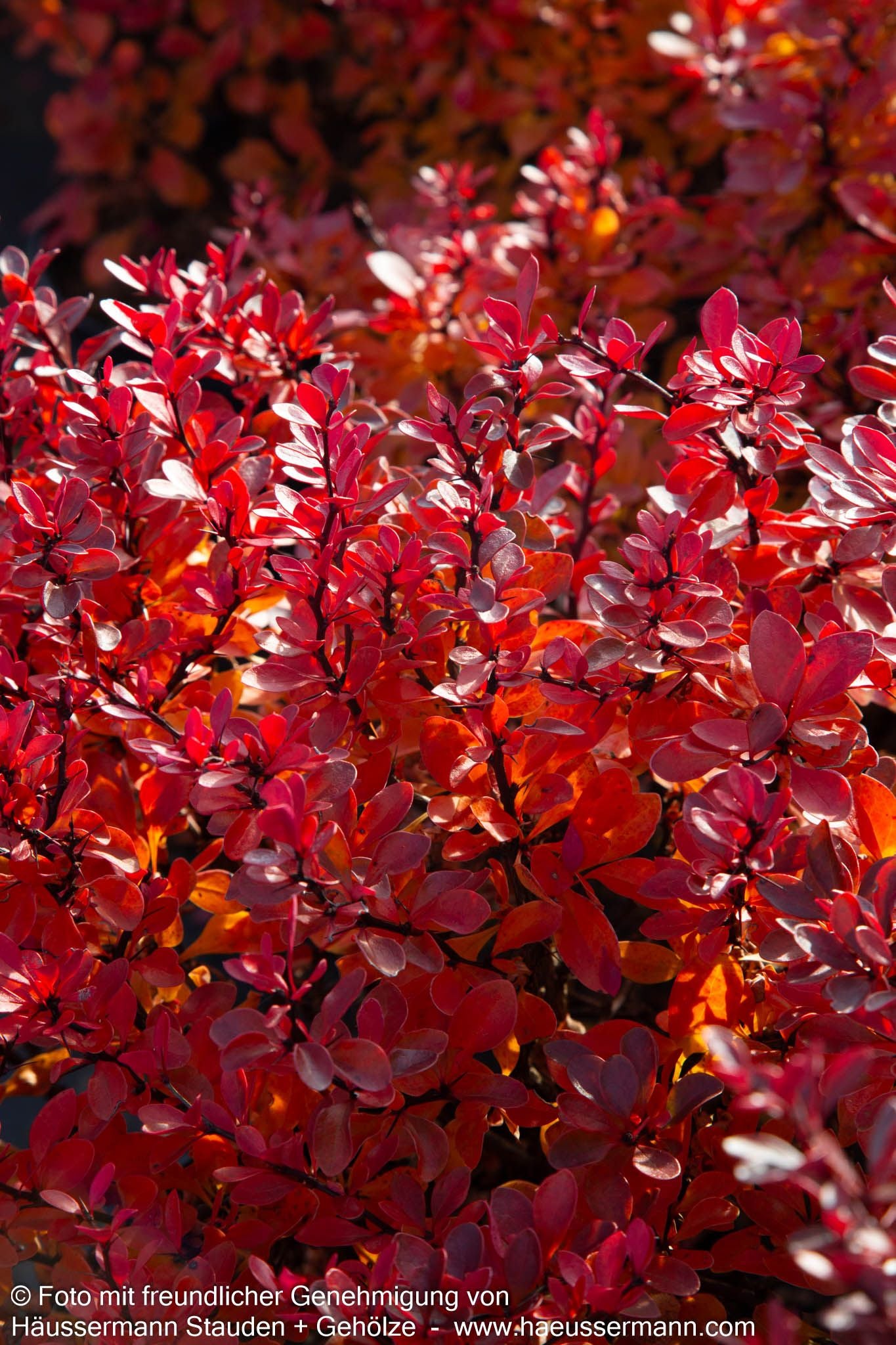 Kleine Blut-Berberitze 'Atropurpurea Nana' (Berberis thunbergii)