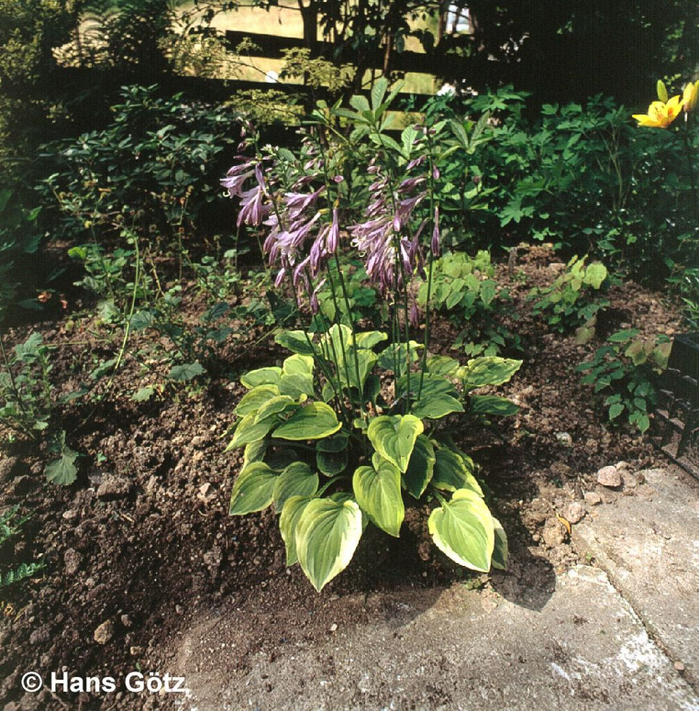 Kleine Gelbrand-Funkie 'Golden Tiara' (Hosta nakaiana)
