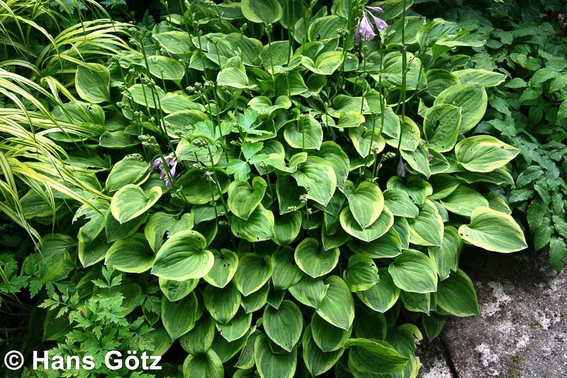 Kleine Gelbrand-Funkie 'Golden Tiara' (Hosta nakaiana)