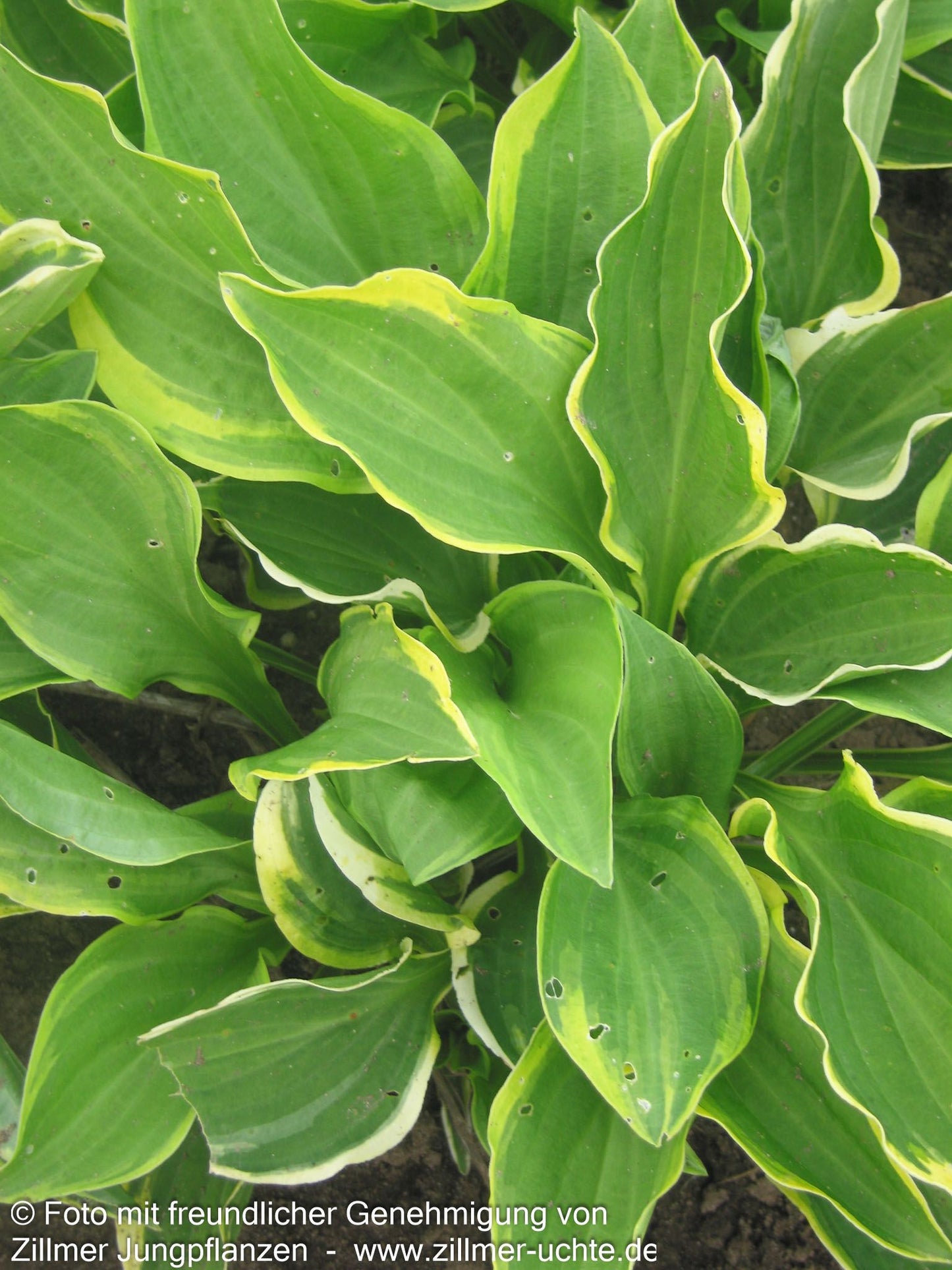 Kleine Gelbrand-Funkie 'Golden Tiara' (Hosta nakaiana)