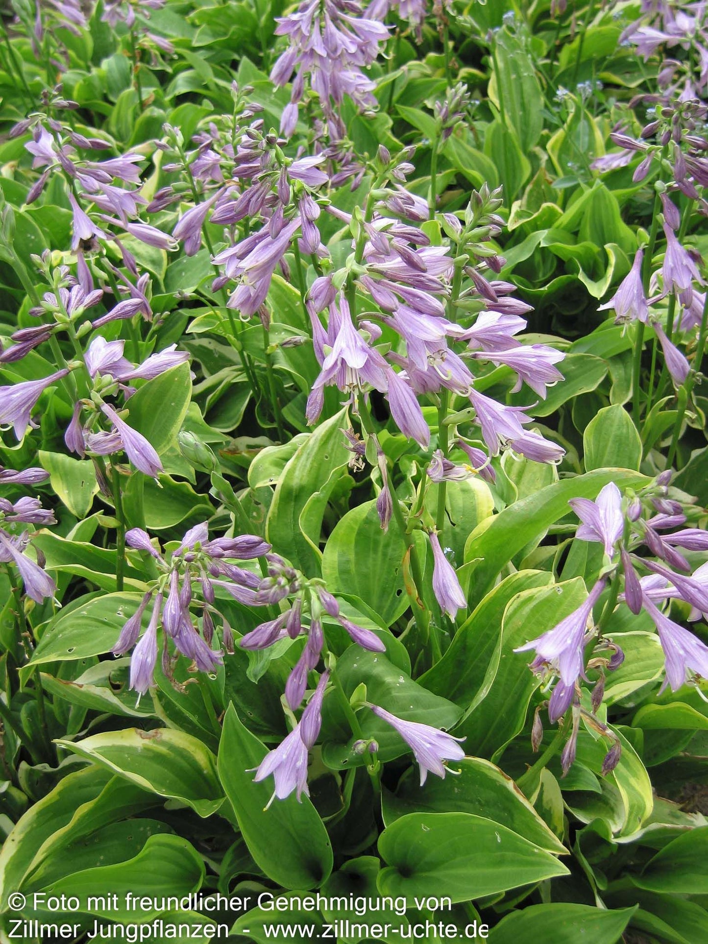 Kleine Gelbrand-Funkie 'Golden Tiara' (Hosta nakaiana)