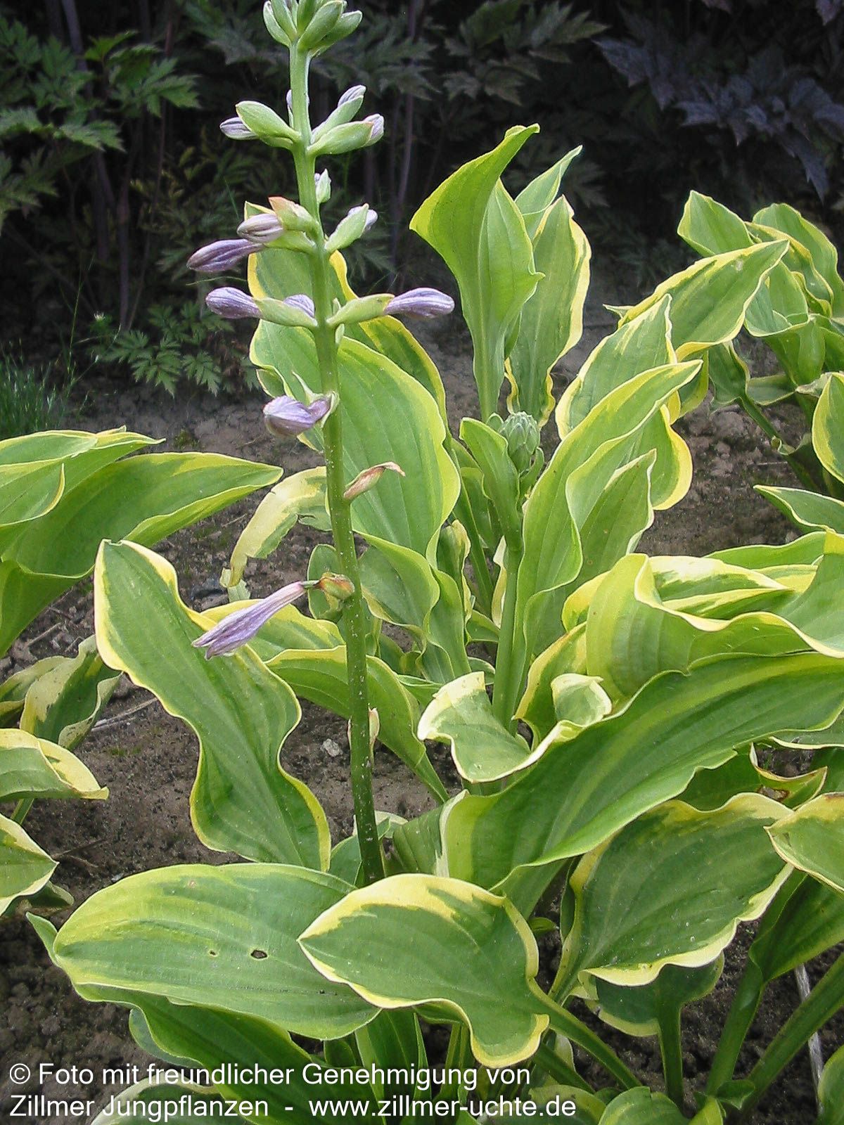 Kleine Gelbrand-Funkie 'Golden Tiara' (Hosta nakaiana)