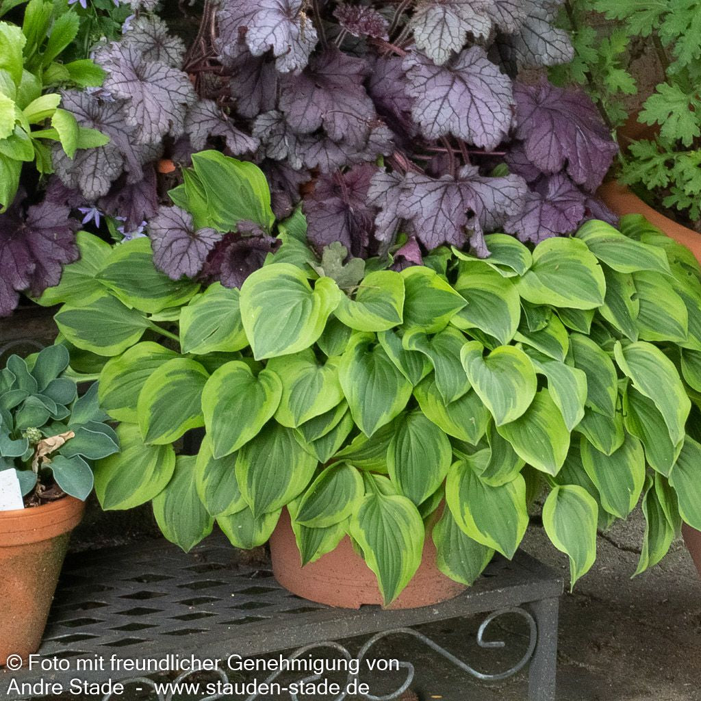 Kleine Gelbrand-Funkie 'Golden Tiara' (Hosta nakaiana)