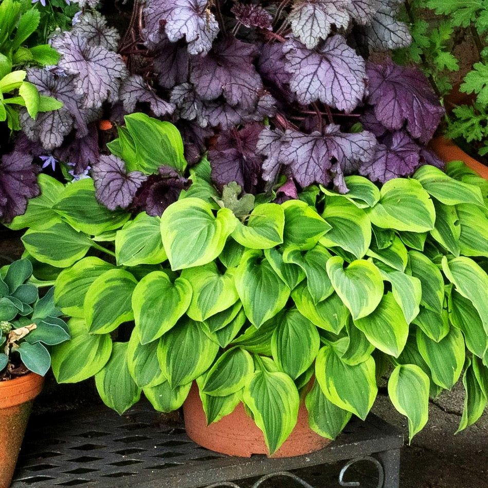 Kleine Gelbrand-Funkie 'Golden Tiara' (Hosta nakaiana)