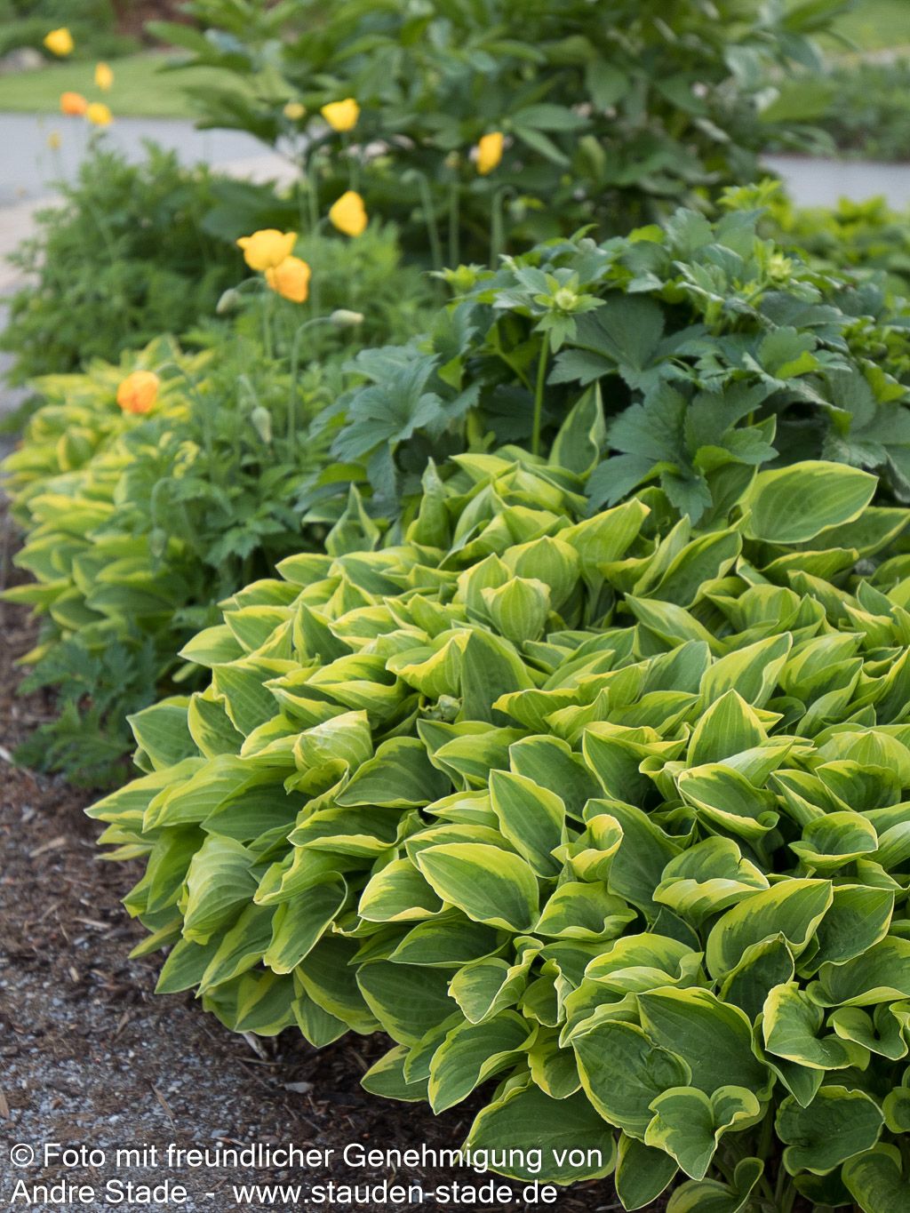 Kleine Gelbrand-Funkie 'Golden Tiara' (Hosta nakaiana)