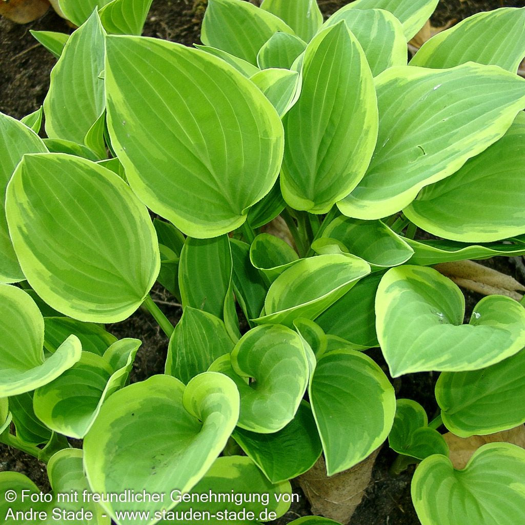 Kleine Gelbrand-Funkie 'Golden Tiara' (Hosta nakaiana)