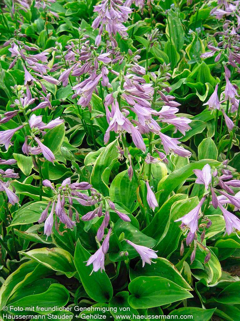Kleine Gelbrand-Funkie 'Golden Tiara' (Hosta nakaiana)