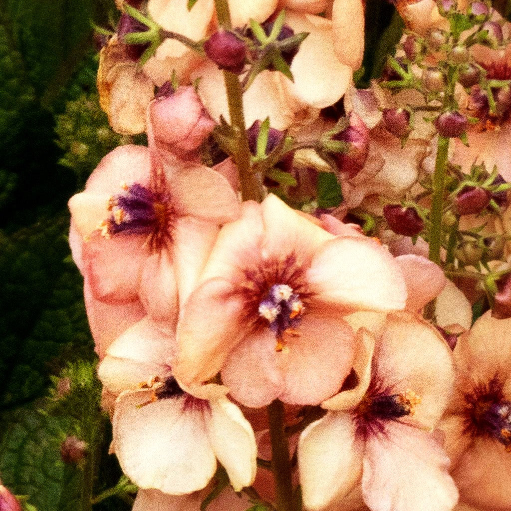 Kleine Königskerze 'Jackie' (Verbascum x cult.)