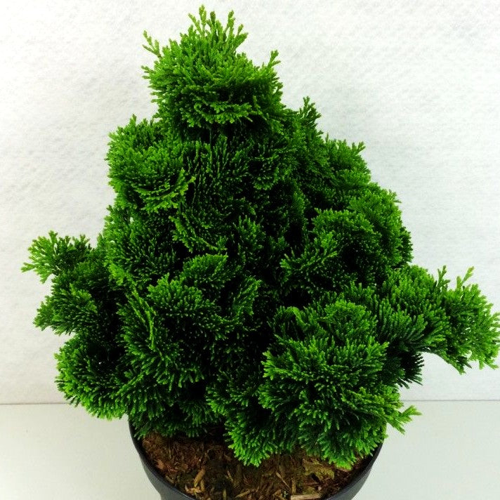 Kleine Muschelscheinzypresse 'Nana Gracilis' (Chamaecyparis obtusa)