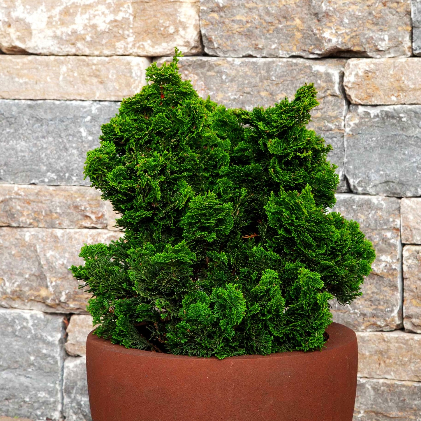 Kleine Muschelscheinzypresse 'Nana Gracilis' (Chamaecyparis obtusa)