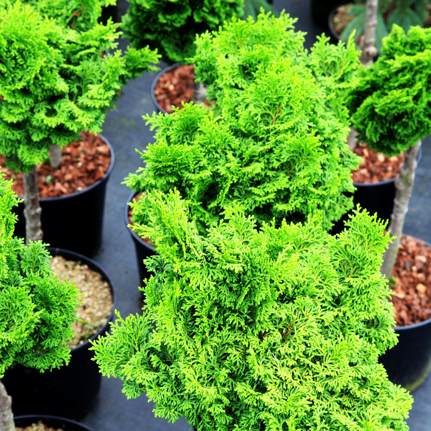 Kleine Muschelscheinzypresse 'Pagode' (Chamaecyparis obtusa)