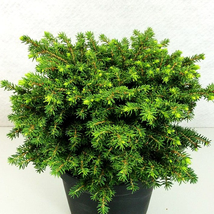 Kleine Nest-Fichte 'Little Gem' (Picea abies)