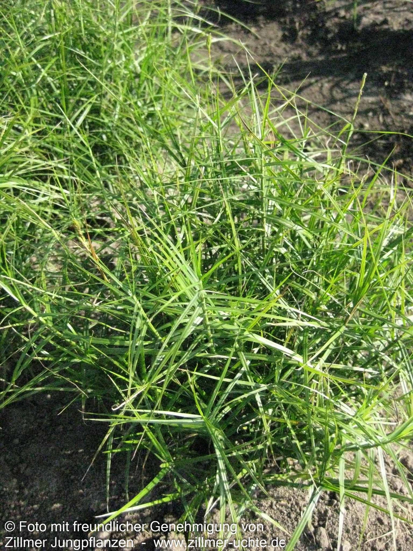 Kleine Palmwedel-Segge 'Little Midge' (Carex muskingumensis)