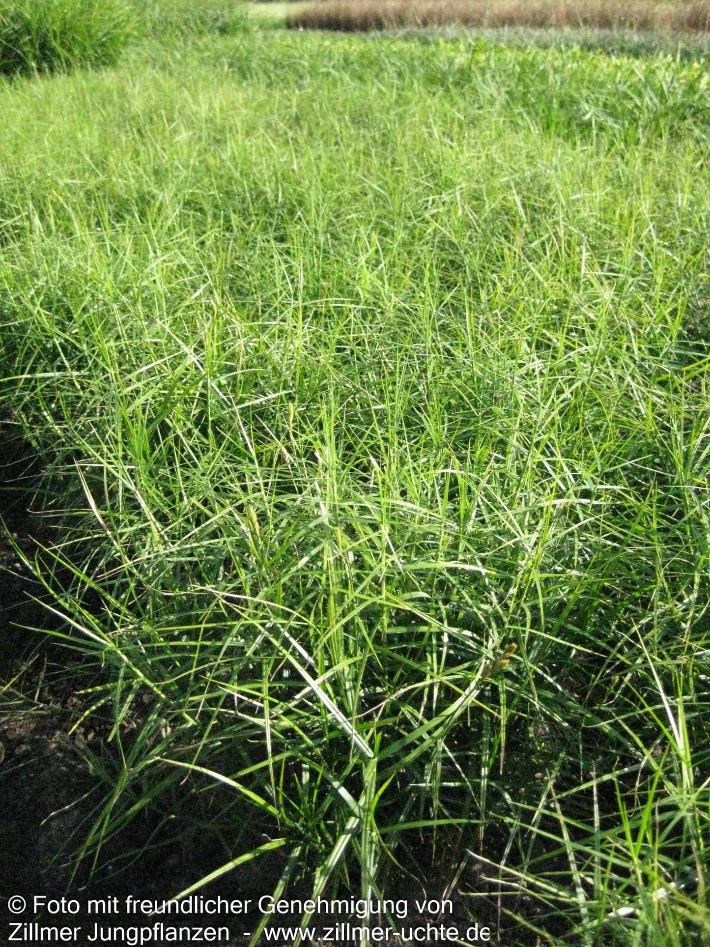 Kleine Palmwedel-Segge 'Little Midge' (Carex muskingumensis)