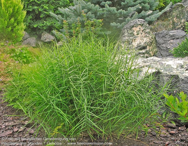Kleine Palmwedel-Segge 'Little Midge' (Carex muskingumensis)
