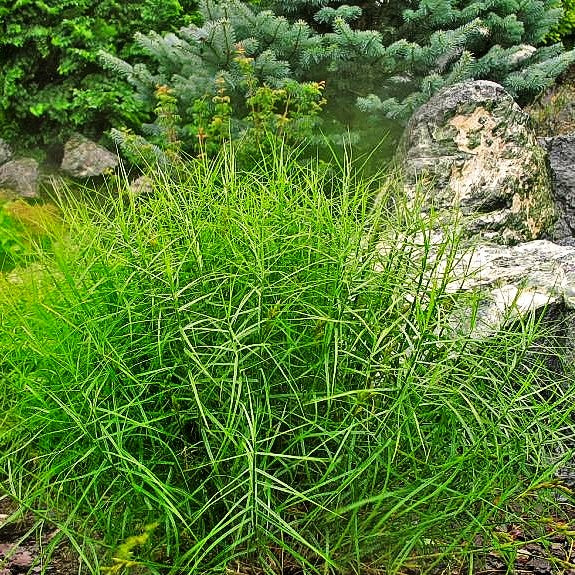Kleine Palmwedel-Segge 'Little Midge' (Carex muskingumensis)