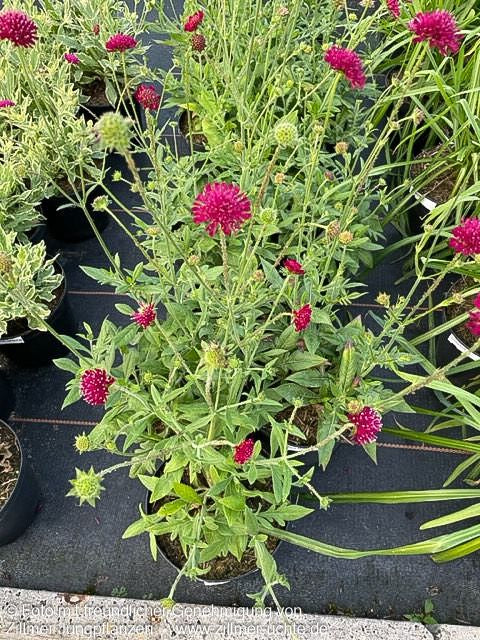 Kleine Purpur-Witwenblume 'Mars Midget' (Knautia macedonica)