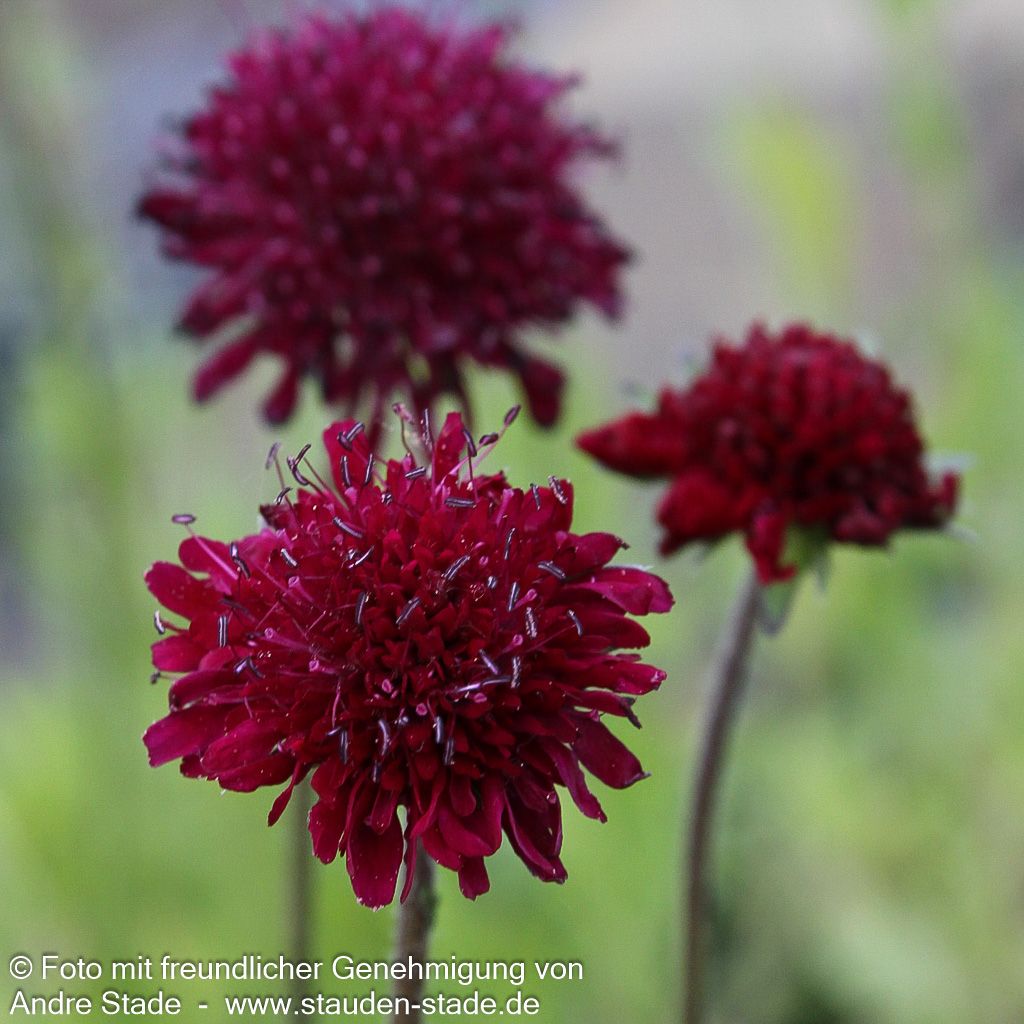 Kleine Purpur-Witwenblume 'Mars Midget' (Knautia macedonica)