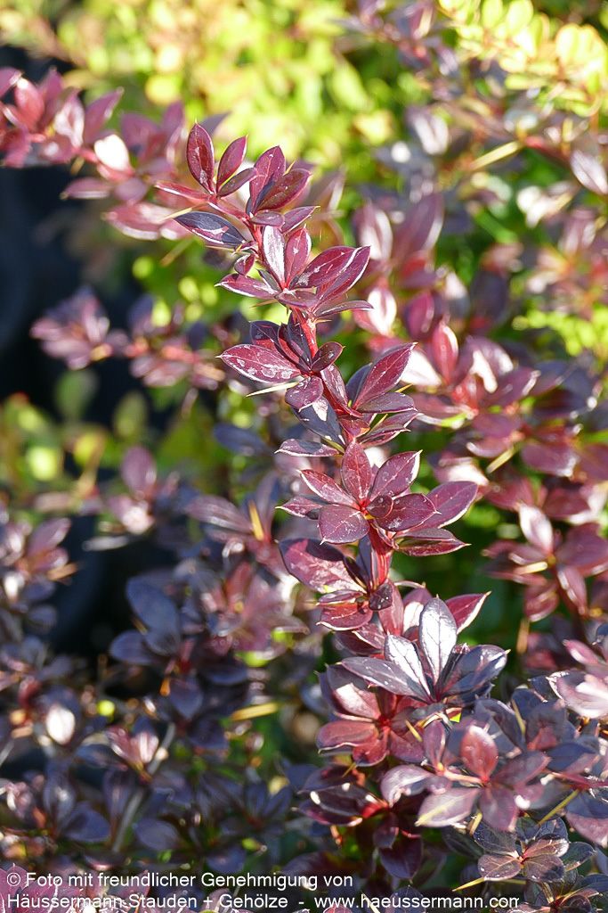 Kleine rote Berberitze 'Red Jewel' (Berberis x media)