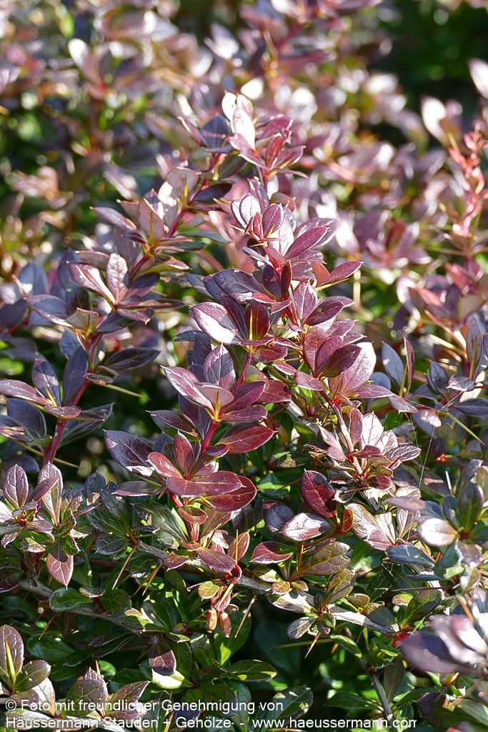 Kleine rote Berberitze 'Red Jewel' (Berberis x media)