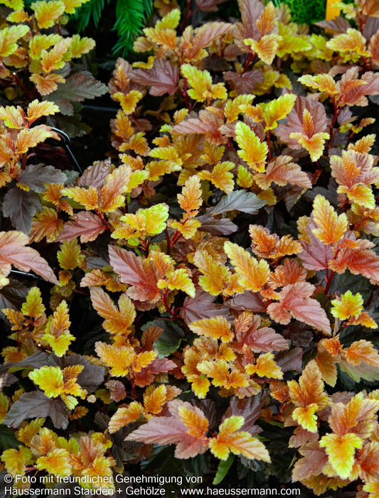 Kleine rotlaubige Fasanenspiere 'Little Angel' (Physocarpus opulifolius)