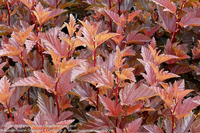 Kleine rotlaubige Fasanenspiere 'Little Angel' (Physocarpus opulifolius)