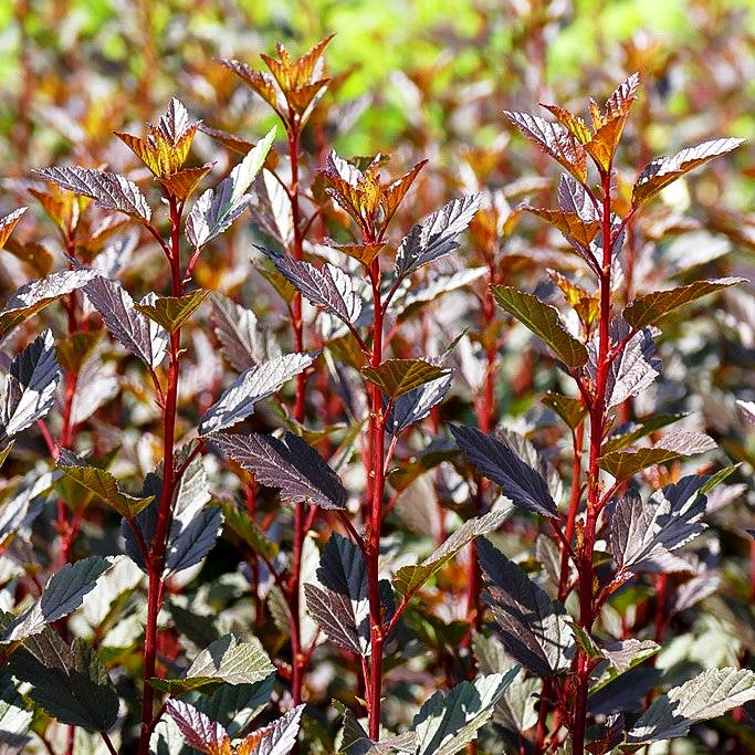 Kleine rotlaubige Fasanenspiere 'Little Joker' (Physocarpus opulifolius)